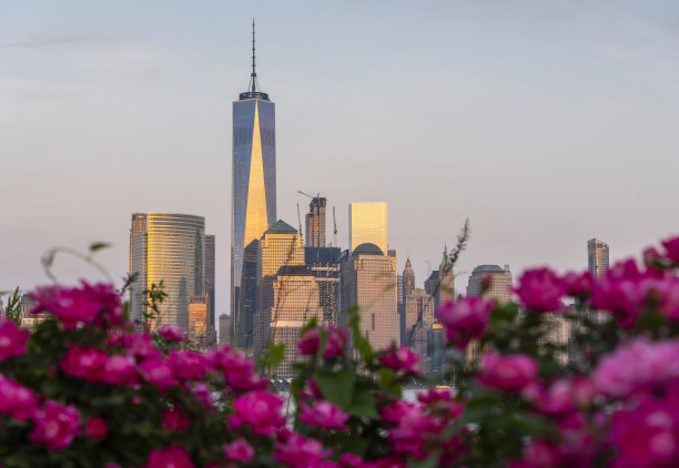 粉色玫瑰的正面，可以看到曼哈顿下城和纽约市的世贸中心一号大楼图片下载