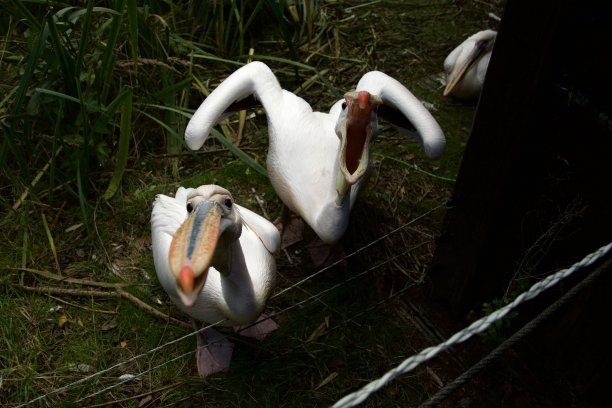 鹈鹕在它们的栖息地图片下载