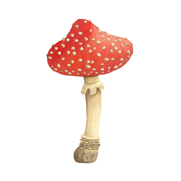 飞木耳蘑菇。水彩插图。图片下载