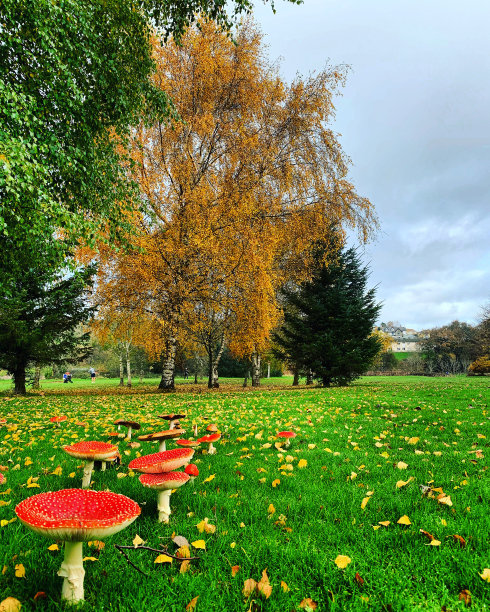 秋天的蘑菇遇上了树图片下载