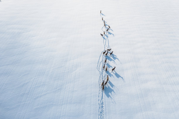 鹿在受保护的森林里穿过一片雪原。自由而骄傲的鹿。高角度的照片图片下载
