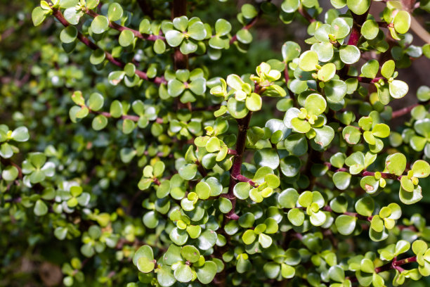 纹理的背景与绿色药用植物的叶子和泥土的棕色，黄色和橙色的背景。垂直照片的细节和模糊。图片下载