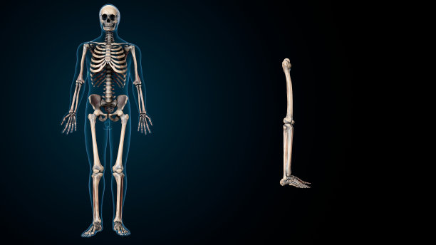 人体下肢解剖的三维插图。图片下载