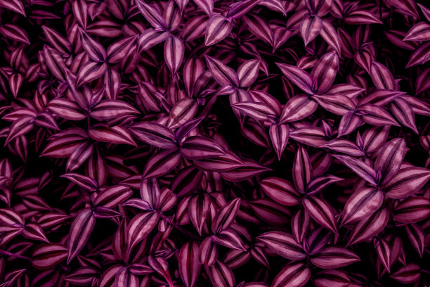 抽象红叶背景图片下载