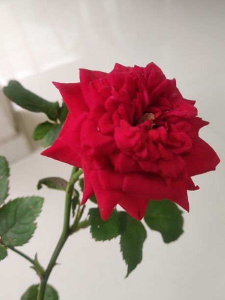 美丽的红玫瑰在家庭花园图片下载