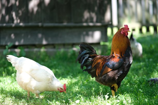 国内的鸟图片下载