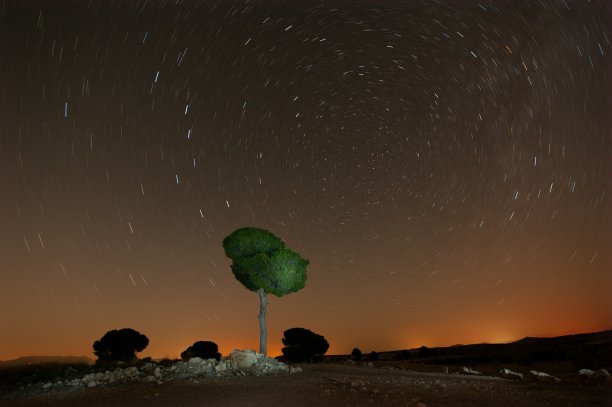 在自然公园的松树上拍摄的环极照片图片下载