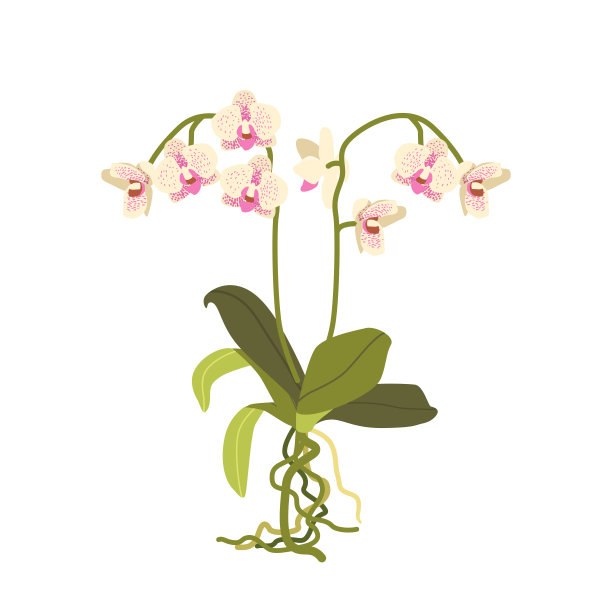 美丽的白色或粉红色斑点兰花叶和根孤立在白色背景。热带或家养花卉图片下载