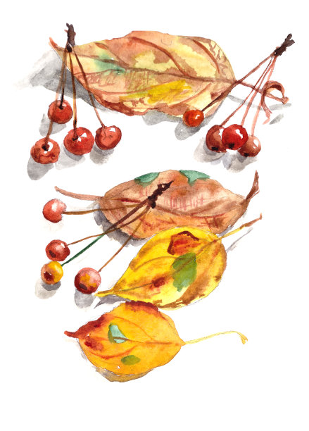 水彩画套秋叶和观赏天堂小苹果图片下载