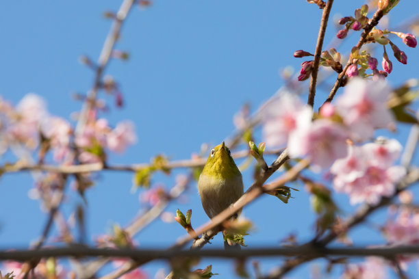 日本千叶县习野市川津樱花和白眼花图片下载