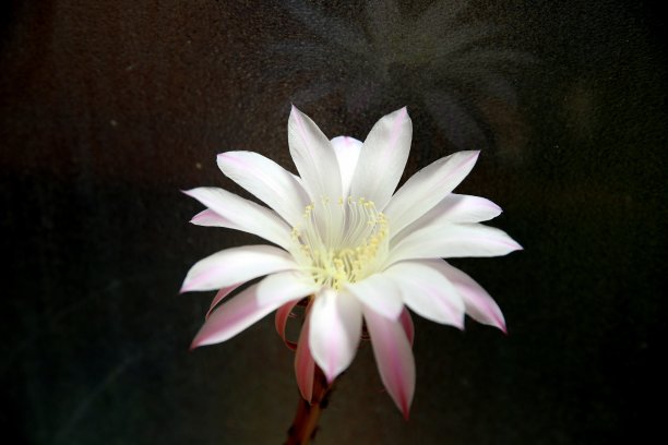 淡粉色的花蕾和绿色多刺的盆栽仙人掌植物，在中性背景下有模糊的红色花朵(棘果属)图片下载