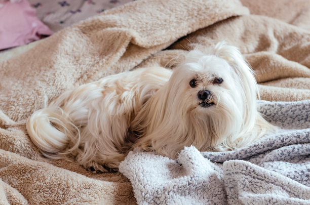 可爱的马耳他小狗躺在人类的被窝里看着镜头。图片下载