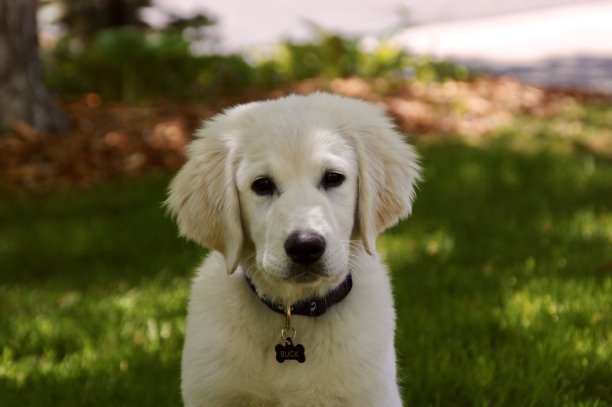 英语奶油图片下载