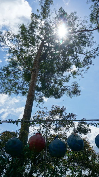 阳光明媚的日子里有阳光的树图片下载