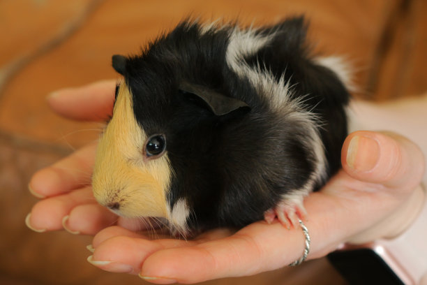特写照片:一个不认识的人手捧着一只雌性、婴儿、橙色/姜黄色、黑白短毛的阿比西尼亚豚鼠/玳瑁豚鼠，爱抚着动物图片下载