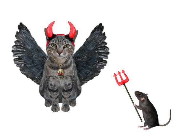 长着鸟翅膀的灰色猫图片下载