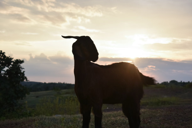 山羊站在小山上，看着摄像机好像它们要冲锋了，背景是晴朗的天空。l图片下载