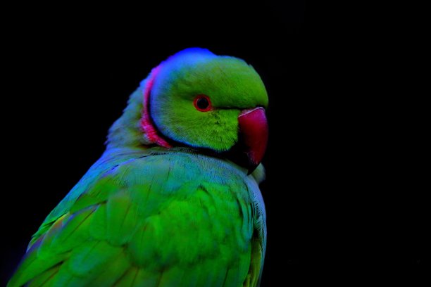 非洲的鹦鹉图片下载