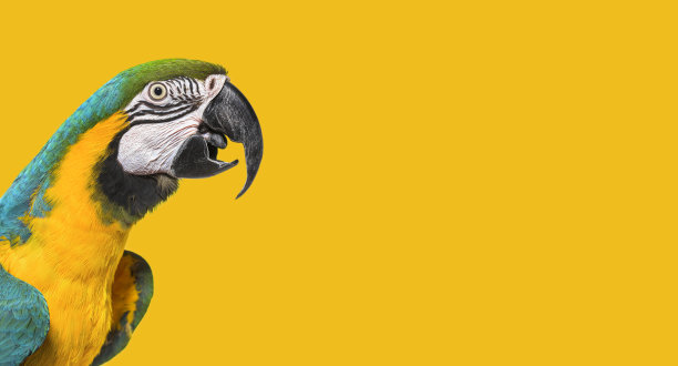蓝色和黄色金刚鹦鹉的头部照片，嘴张开，侧面。在黄色的背景图片下载