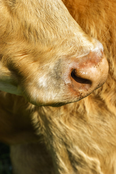 牛嘴的特写图片下载