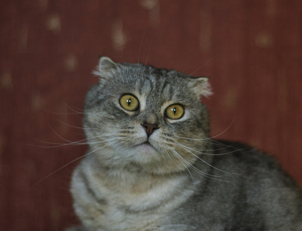 这是一只可爱的苏格兰折猫的肖像，背景是黄红色的栗鼠色，有趣的猫躺在黄色的毯子上，看起来很惊讶图片下载