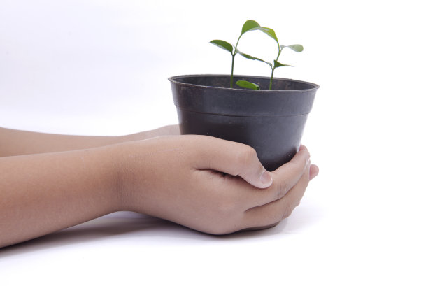 人的手把绿色的植物放在花盆里图片下载