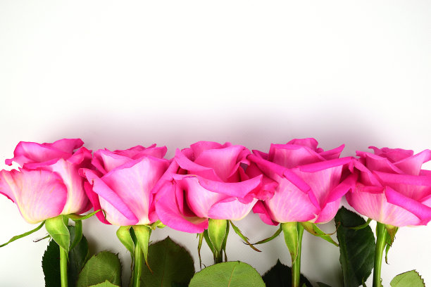 在图片底部，粉红色的玫瑰花蕾排成一排。图片下载