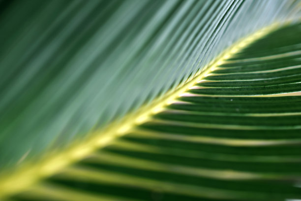 美丽的苏铁棕榈植物透视图和模糊的绿色背景图片下载
