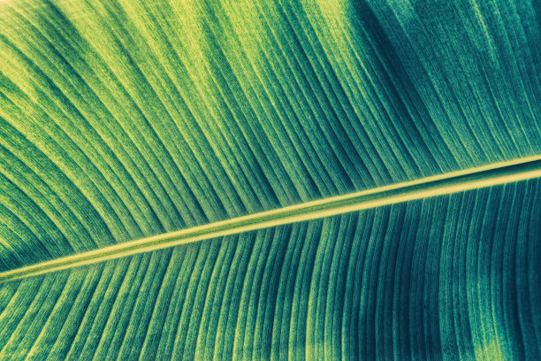 棕榈叶细部图片下载