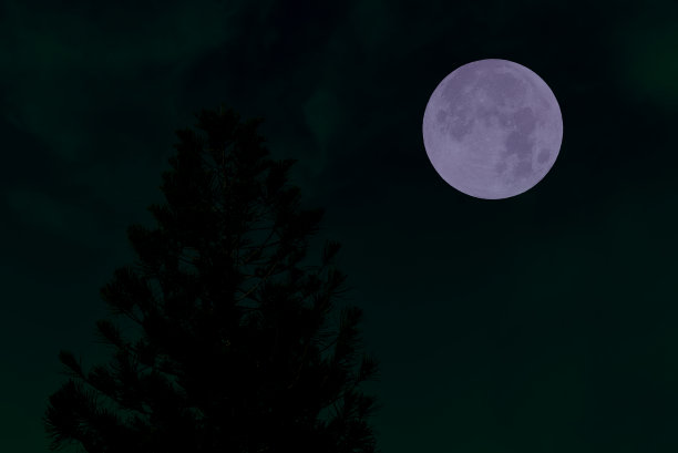 夜空中的满月和树的剪影。图片下载