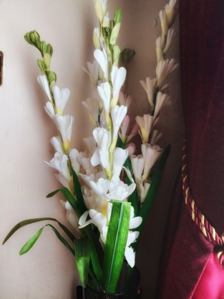 茉莉花图片下载