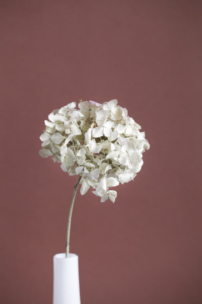 绣球花，小球花，在棕色背景上的干花。柔和的,自然的颜色。复古风格。有选择性的重点。节日卡的概念。母亲的一天。图片下载