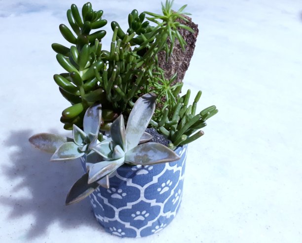 将多肉植物放置在回收罐中图片下载