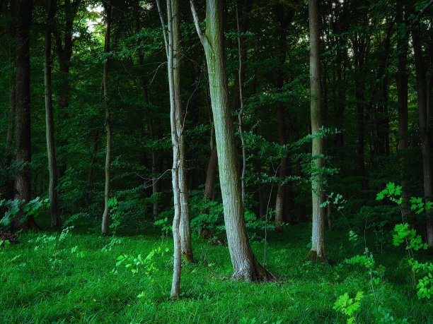 清晨绿油油的落叶林。密集的古老的森林。图片下载