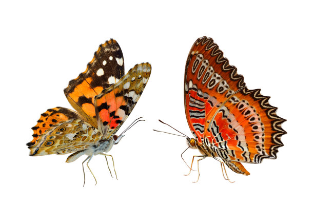 一对蝴蝶孤立在白色的背景上，画夫人和红色草翅蝴蝶图片下载