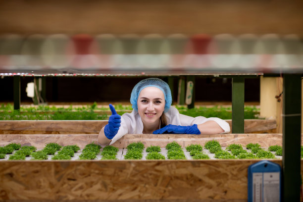一名年轻的农民在早上从水培农场收获蔬菜。水培，有机新鲜收获绿色植物。农民在温室的水培菜园里工作。图片下载