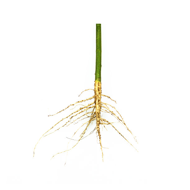 杂草的根，不需要的植物群，阔叶杂草的根从一个白色的背景中分离出来。图片下载