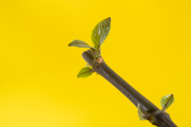 新的叶子增长图片下载