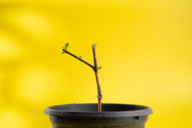 新的叶子增长图片下载