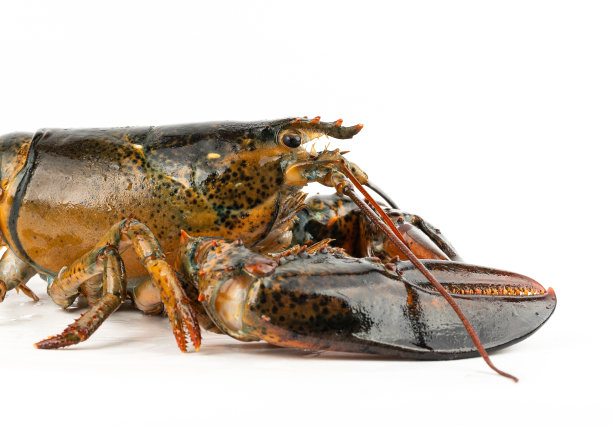 白色背景下的龙虾图片下载
