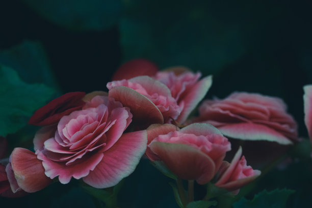 豪华玫瑰花束图片下载