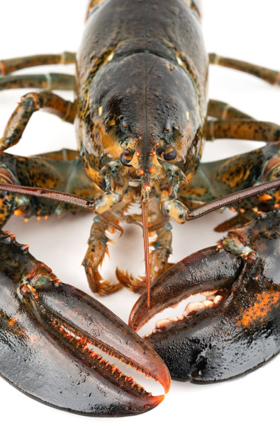 白色背景下的龙虾图片下载