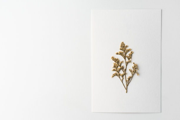 创意和最小的秋季布局。干叶子在白色卡片和白色背景，粉红色。平铺俯视图。副本的空间。图片下载