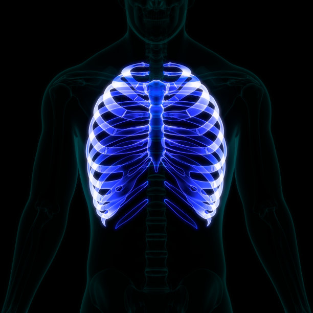 人体骨骼系统肋骨笼骨关节解剖学图片下载