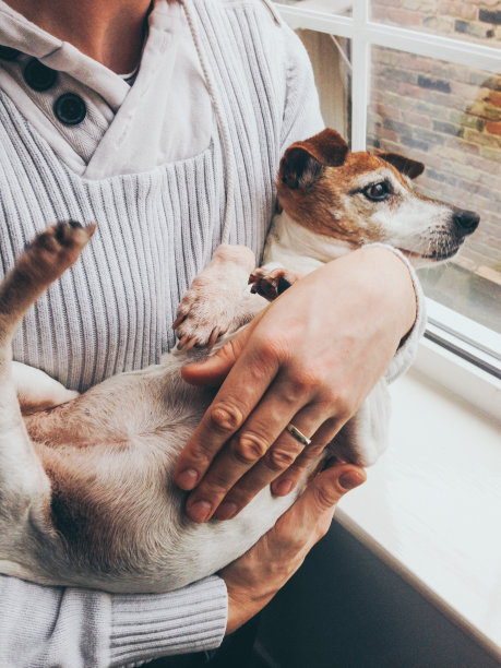 男人像抱婴儿一样抱着老狗图片下载