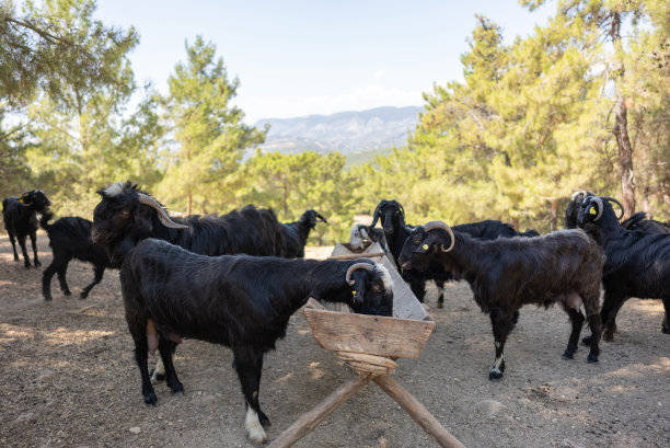 山羊在农场喂山图片下载
