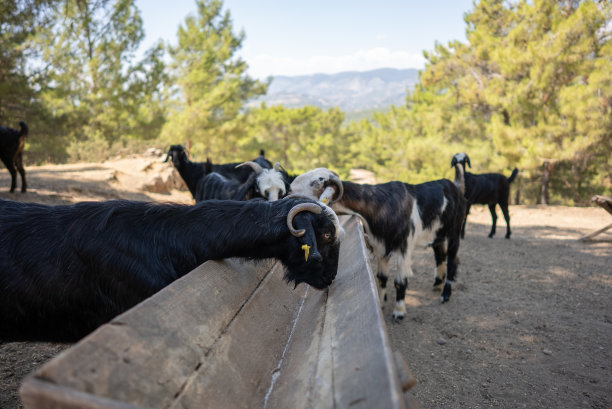山羊在农场喂山图片下载