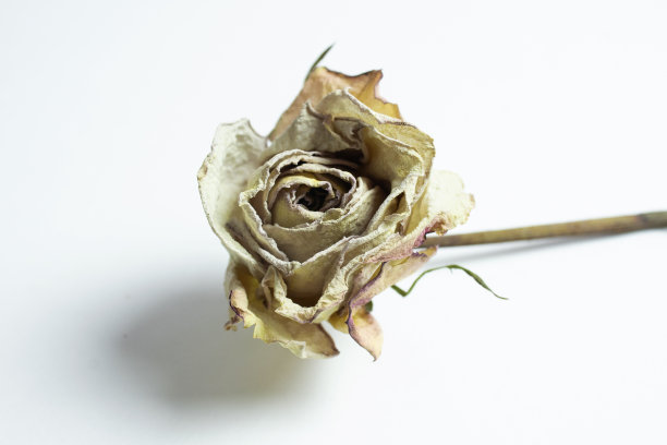 死去的玫瑰图片下载