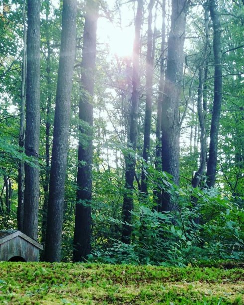 太阳在夏天图片下载
