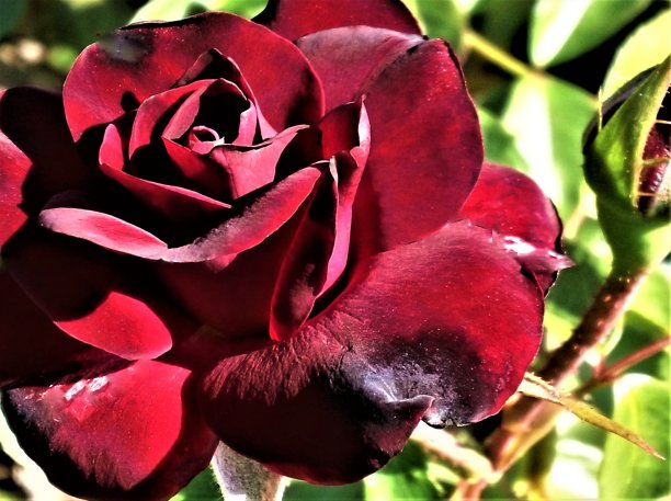 红玫瑰花朵。图片下载